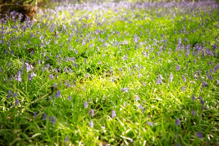 field in the woods of bluebellsの写真素材