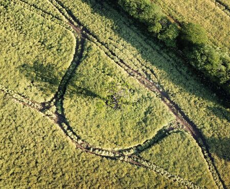 birds eye view of a tree in a farmlandの写真素材