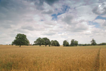 landscape image of trees and how they impact on the landscapeの写真素材