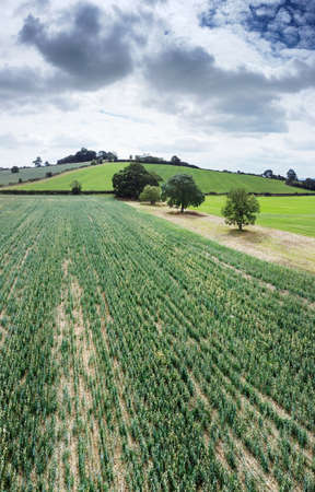 landscape image of tysoe windmill on top of a hill built in the early 18th centuryの写真素材