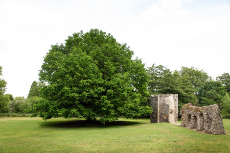 The Abbey Ruins in bury st edmunds park grounds was once one of the richest and most powerful Benedictine monasteries in Englandの写真素材