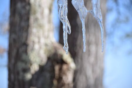 Icicles melting on a winter day, with a tree in the background. Sunny and crisp day in the woods....