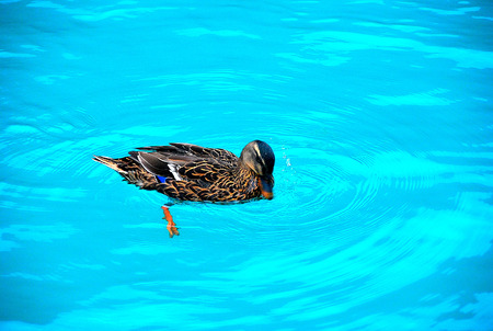 duck in the waterの写真素材