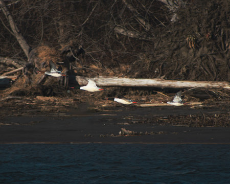 Group of 4 birds at different stages of ascension. Birds in picture are Common Mergansers of varying ages. Water visible at bottom of frame. Warm tones in picture. Slightly blurredの写真素材
