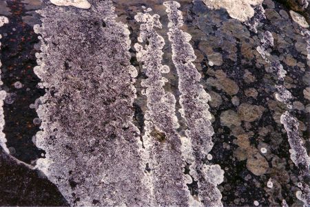 Lichen on rockfaceの写真素材