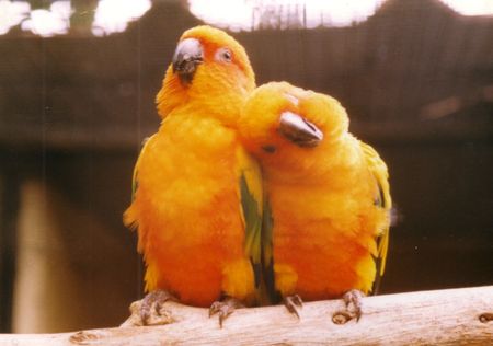 Yellow Parakeets on a branchの写真素材