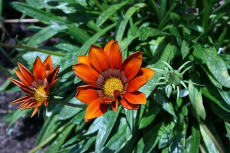Gazania Flowersの写真素材