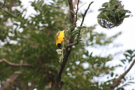 Masked Weaverの写真素材