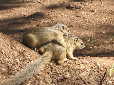 Two Squirrelsの写真素材