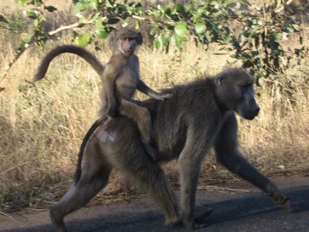 Baboon Cowboyの写真素材