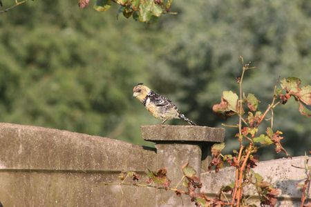 Yellow Breasted Barbett on wallの写真素材