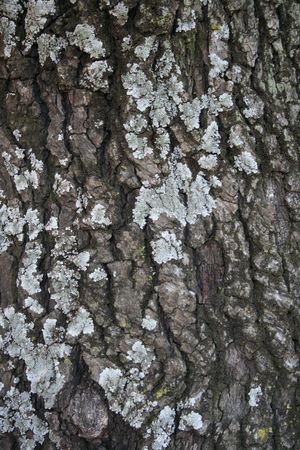 Lichen on Oak Treeの写真素材