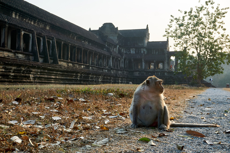 Monkey in Angkor Wat Cambodiaの写真素材