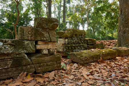 Wall in the wood in temple complex Angkor Wat Siem Reap, Cambodia treeの写真素材