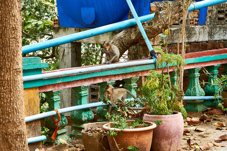 Sambok Pagoda, Kratie Cambodia Monkeysの写真素材
