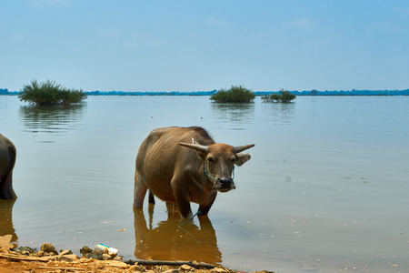 Next to Mekong River at the Mekong Discovery Trail in Kratie, Cambodiaの写真素材