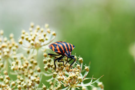 Little Red Bugs In Gardenの写真素材