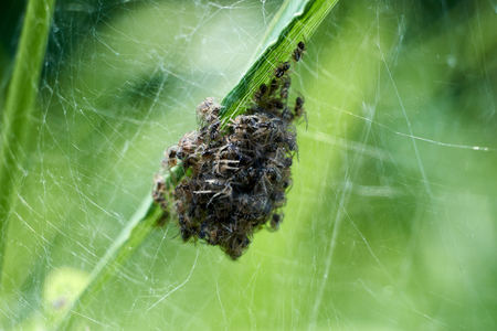 Baby spiders being born. Amazing nature. Spiders spin out. black little spiders