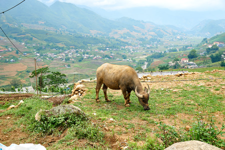 Buffalo eat grass at ricefield in lao chai sapa valey in Vietnamの写真素材