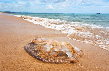 Huge dead jellyfish at the Beach in Tuy hoa Phu yen.