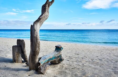 Beach and coconot tree at island Malapascua. Philippinesの写真素材