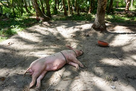 Philippines, Siargao Island, 20.July2019 Old local village at Siargao Islandの写真素材