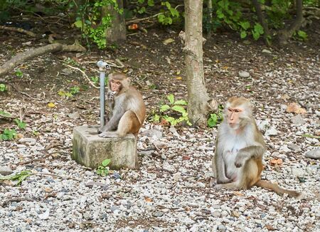 Macaque monkeys sitting on the floor. Monkey Island, Vietnam, Nha Trang.の写真素材