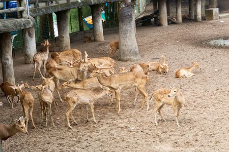 HO CHI MINH CITY, VIETNAM - NOVEMBER 15, 2019: People feeding deer at the Saigon Zooのeditorial素材