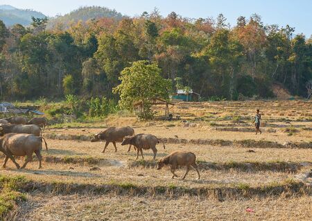 Pai, Thailand - February.05.2020: - Farmer with buffalo on Rice fields at Pai Bamboo Bridge Boon Ko Ku So in Pai, Mae Hong Son Province, Thailandのeditorial素材