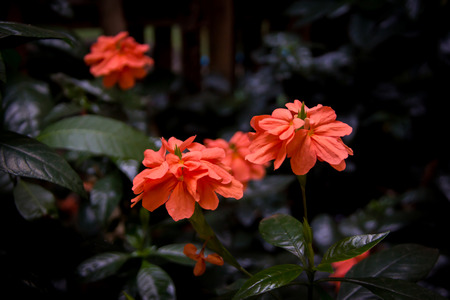 Orange crossandra flowers