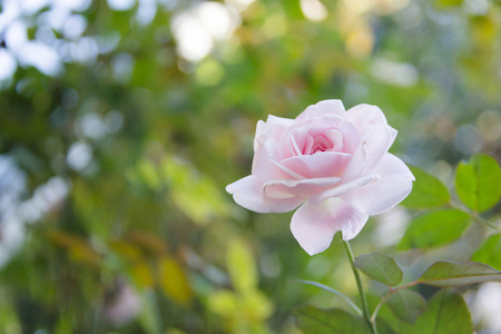 Beautiful delicate rose in the gardenの写真素材