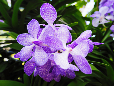 Exotic Purple Orchids