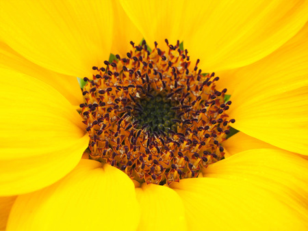 Macro Shot of A Sunflower in the Parkの写真素材