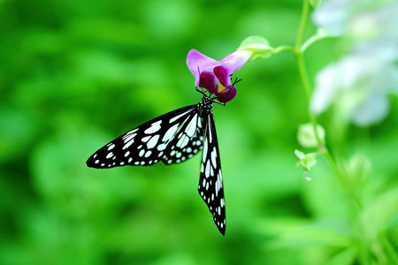 Beautiful Butterfly and Purple Flowerの写真素材