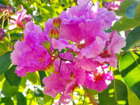 Summer Pink Flowers Blooming in the City Parkの写真素材