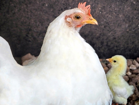 A Mother Hen and Newborn Babyの写真素材