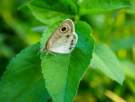 Beautiful Butterfly on a Green Leaf