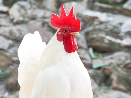 A Rooster Isolated on the Rural Farmの写真素材