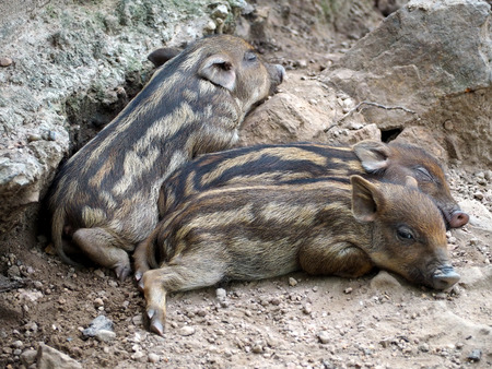 Baby Wild Boars Sleeping on the Groundの写真素材
