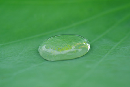 A Dewdrop on a Lotus Leafの写真素材