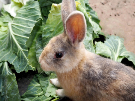 Closeup Photo of a Little Rabbit Isolated in the Farmの写真素材