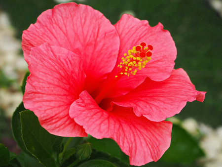 Beautiful Pink Hibiscus Flower Blooming in the Parkの写真素材
