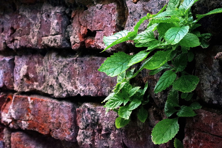 Beautiful Plants in the Old Brick Wallの写真素材