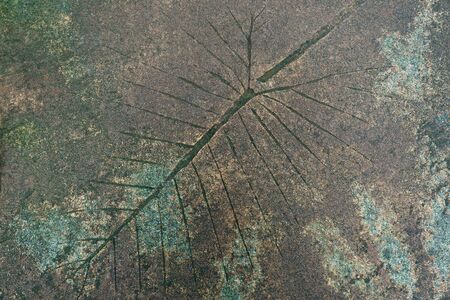 Leaf Pattern on Concrete Walkwayの写真素材