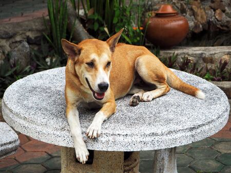 Brown Dog Laying Down on the Tableの写真素材