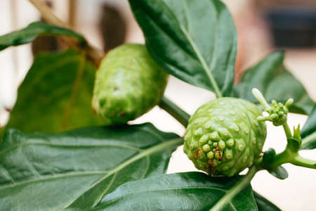 Morinda citrifolia and antsの写真素材