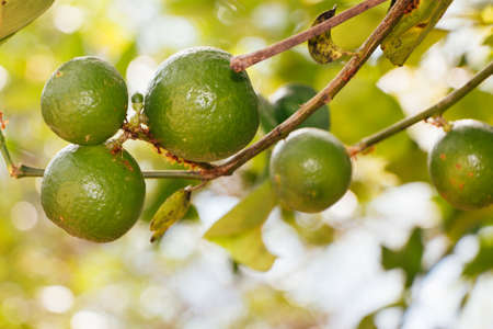 Limes and Ants