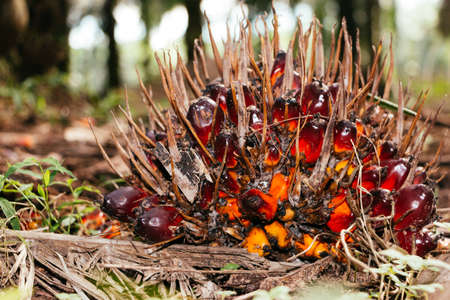 Palm Oil On the ground