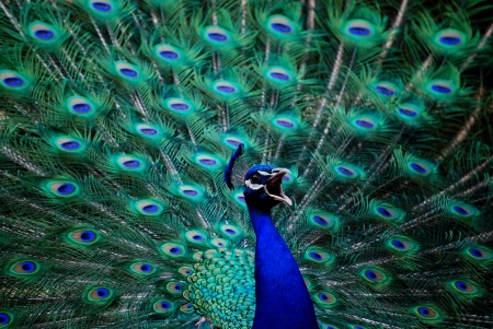 Male peacock with vibrant colors の写真素材