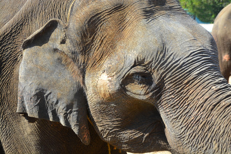 Closeup view of wrinkled skin elephant in Coorg, Karnataka, India.の写真素材